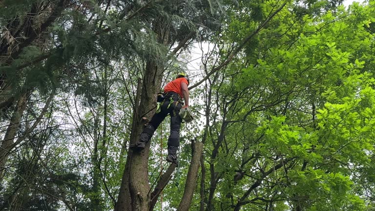 Best Hedge Trimming  in Dublin, TX