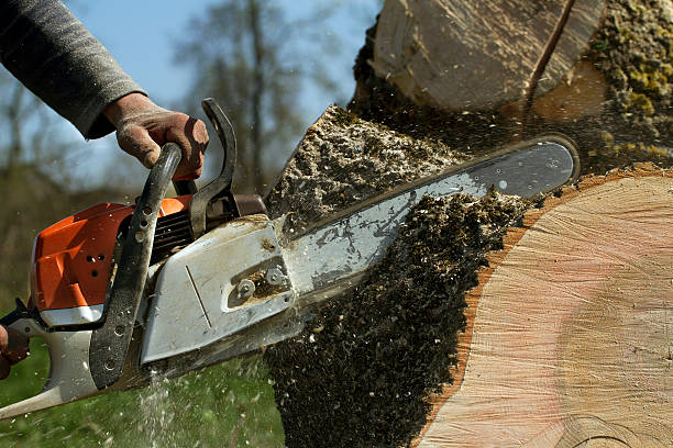 Best Storm Damage Tree Cleanup  in Dublin, TX